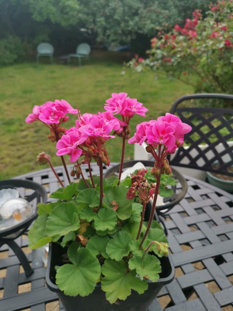 Sheraz Ahmad @Barnsley St NMHC tweet media