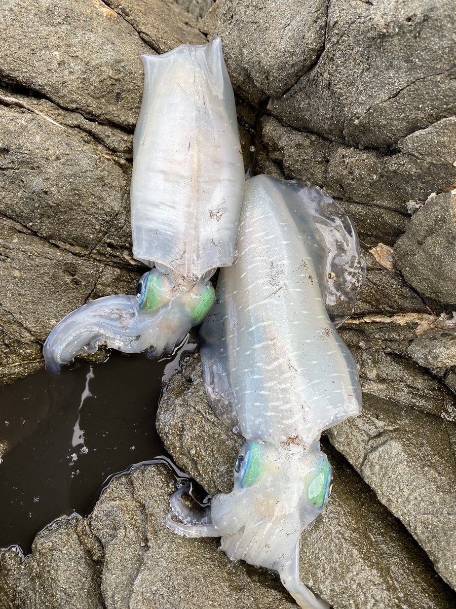 久しぶりにイカ釣れた🦑
まだ朝は活性高め🐟
イカ2杯とオウモンハタ1匹

＃エギング
＃天草