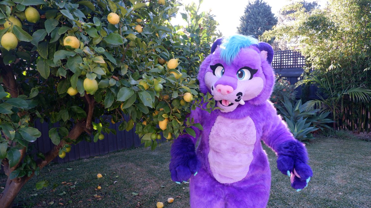Vixie The Saber (@vixie_the) on Twitter photo 🍋🍋 Lemons are my favourite!!!!
📷 by my love <a href="/C0reTheCat/">MOVED TO BLUESKY @papercrownkitty</a>
#FursuitFriday #fursuitmaker 🍋🍋 Lemons are my favourite!!!!
📷 by my love <a href="/C0reTheCat/">MOVED TO BLUESKY @papercrownkitty</a>
#FursuitFriday #fursuitmaker