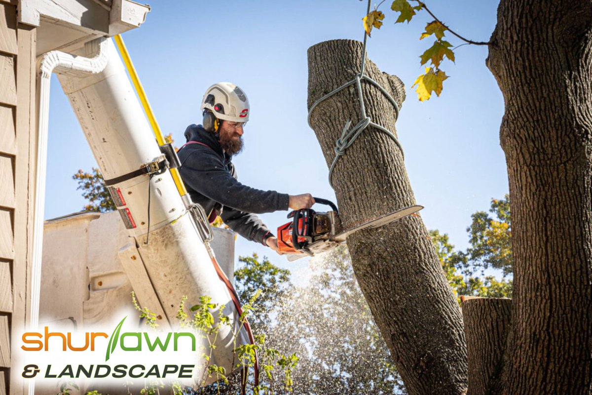 Shurlawn_Inc's tweet image. Why is that tree a danger to your property? 🌳 Dead or diseased trees can pose serious risks! Professional tree removal ensures safety and beauty. 🛠️ Trust Shurlawn &amp;amp; Landscape for expert service! 🌟 #treeremoval #safetyfirst #landscapeservice