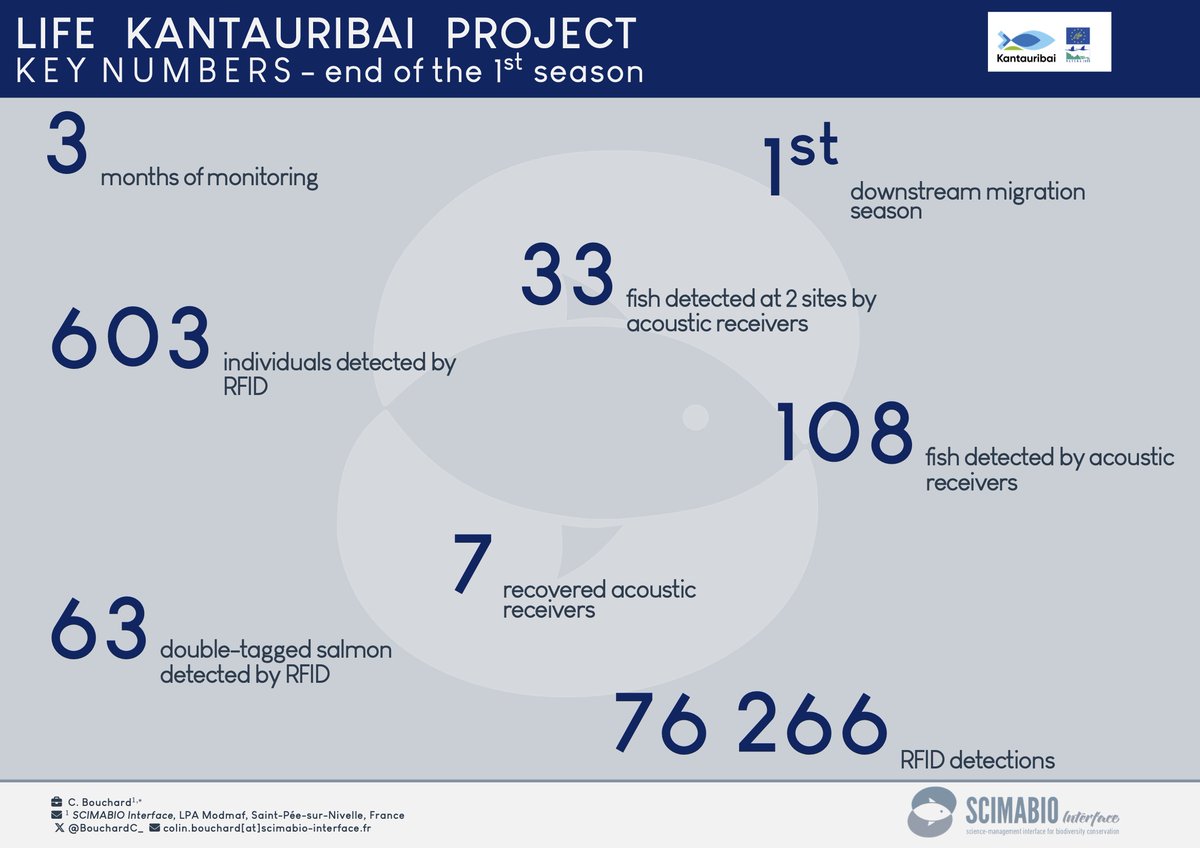 fishbouchard's tweet photo. Projet @lifekantauribai  @LIFEprogramme 
1st migration season ended a month ago. SCIMABIO Interface went to retrieve all the acoustic receivers with all the data (phew!). Before the 1st results from a Bayesian model, some figures! 
A big thank you to @matbuoro 4 the help ! https://t.co/WfcL1UoOpj