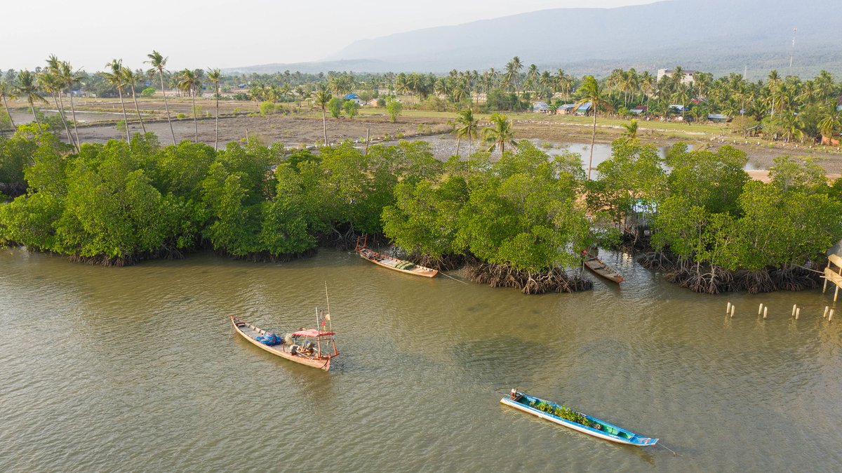 UNDPCambodia's tweet photo. 🌳#Mangroves play a pivotal role in preserving ecosystems &amp; reducing the impacts of #ClimateChange. 

Our🤝w @ActionAidCambod to promote #LocalAdaptation to climate change supported communities in planting more than 70,000 mangrove trees. 👉 https://t.co/Af08DgZFEt

#MangroveDay https://t.co/T3ZV28hZhS