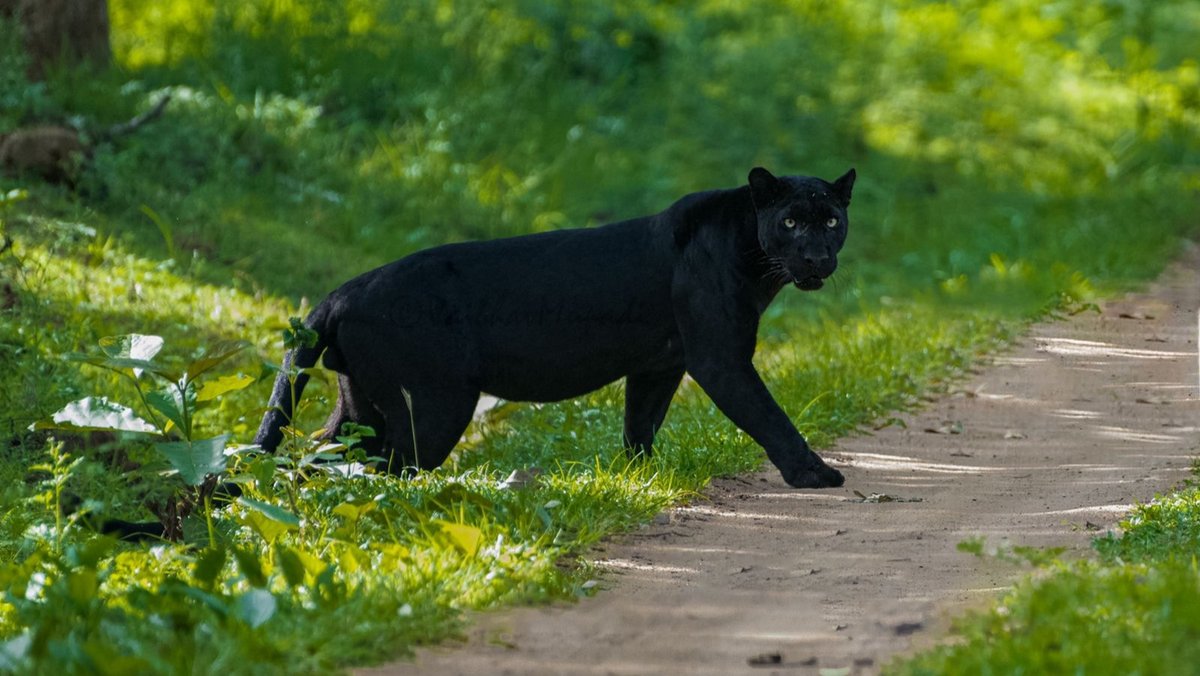 down2earthindia's tweet photo. Are melanistic leopards increasing in #Karnataka, given frequent sightings? It is rather a sign of habitat loss, say experts

By M Raghuram

https://t.co/5fwbDXYCrk https://t.co/VWPQa8WA2z