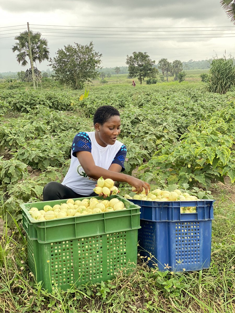 EnyonamManye's tweet photo. Eggplants are warm-season vegetables that require specific growing conditions to thrive. Choosing the right location for your eggplant farm is crucial for maximizing yield and minimizing potential problems. 

#Agric4Girls https://t.co/kQBUcUx8ge