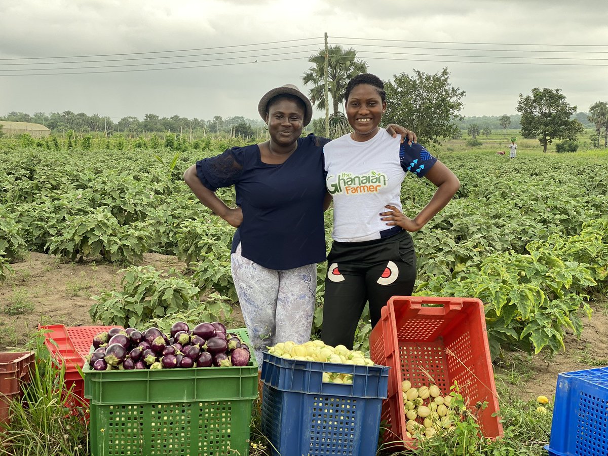EnyonamManye's tweet photo. Eggplants are warm-season vegetables that require specific growing conditions to thrive. Choosing the right location for your eggplant farm is crucial for maximizing yield and minimizing potential problems. 

#Agric4Girls https://t.co/kQBUcUx8ge