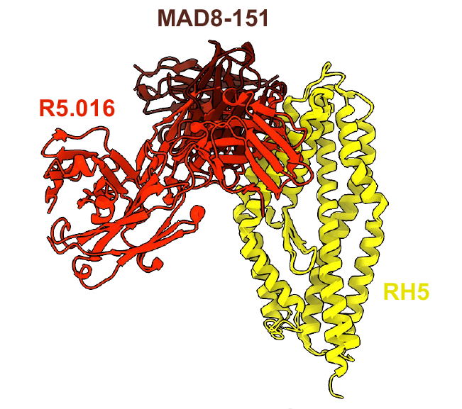 Matt Higgins (@parasitematt) on Twitter photo The final version of our paper on PfRH5-targeting antibodies from people naturally infected with malaria is now out in Cell. Pioneered by @Lewreate7, @andrewcooperajr and Josh Tan, who identified these antibodies. It was a pleasure for <a href="/brendanfarrell/">Brendan Farrell</a> and I to contribute. The final version of our paper on PfRH5-targeting antibodies from people naturally infected with malaria is now out in Cell. Pioneered by @Lewreate7, @andrewcooperajr and Josh Tan, who identified these antibodies. It was a pleasure for <a href="/brendanfarrell/">Brendan Farrell</a> and I to contribute.