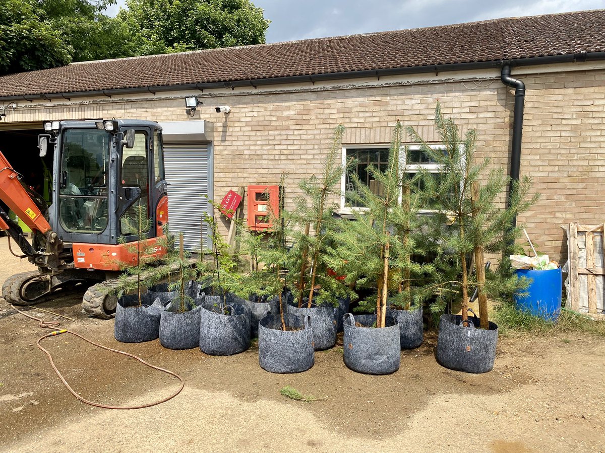 This week on the Wandlebury course <a href="/gogmagog_golf/">The Gog Magog G.C.</a> club we dug up some self set pine and beach trees from the copses,  to plant later in the year out on the old course , we also used compost from our mulching area on site. Have a good weekend all ⛳️🤙