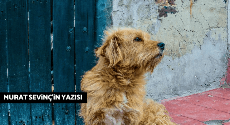 DikenComTr's tweet photo. ‘İtperest’ olmak zannettikleri gibi kötü bir şey değil!  

❝İtperestlerin hiçbiri, 2024’te sokak hayvanlarının yaşam hakkını savunduğu için mahcubiyet duymayacak yıllar sonra.❞  

✍️ Murat Sevinç yazdı

https://t.co/hFaeguXqrl https://t.co/OkTOBODzof