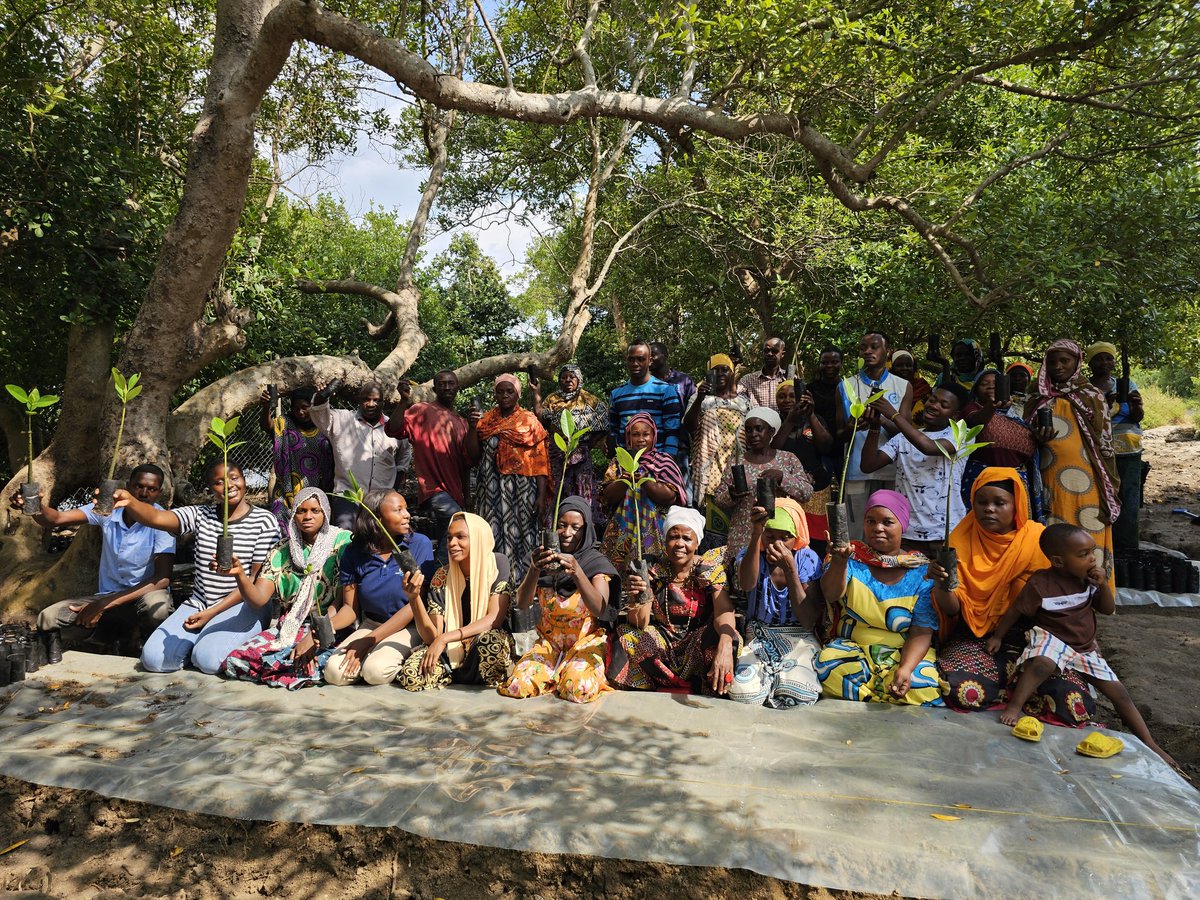 UZIKWASA's tweet image. We have also issued a call to action against the destructive practice of cutting mangroves. Through these efforts, we aim to elevate community awareness and encourage collective, environmentally responsible behavior towards mangroves.

#Climateaction 
#Mikoko 
#Mangroves