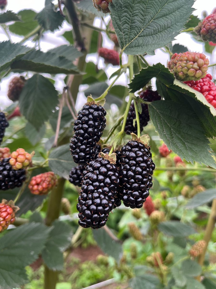 globalplantgen's tweet photo. Jamie recently visited Serbia, and captured the Natchez blackberry excelling all standards and expectations for this blackberry… these photos are too good not to share!
#Natchez #Agriculture #Horticulture #BerryProduction #BerryInnovation #HorticultureInnovation #Blackberry https://t.co/AxA2fDgrMR