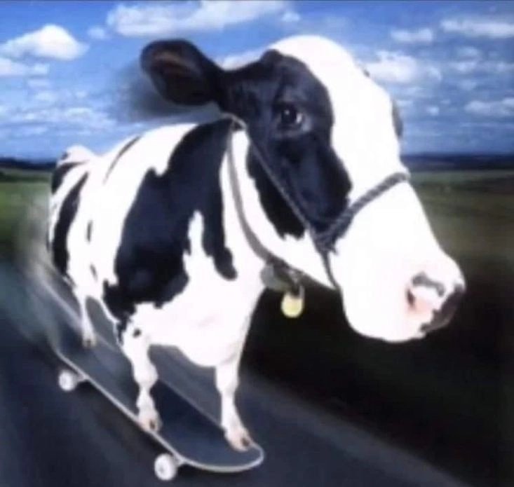 Chocolate Star Fish Conasoiur tweet media