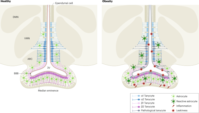 New content online: The interactions between energy homeostasis and neurovascular plasticity dlvr.it/TB5PHm