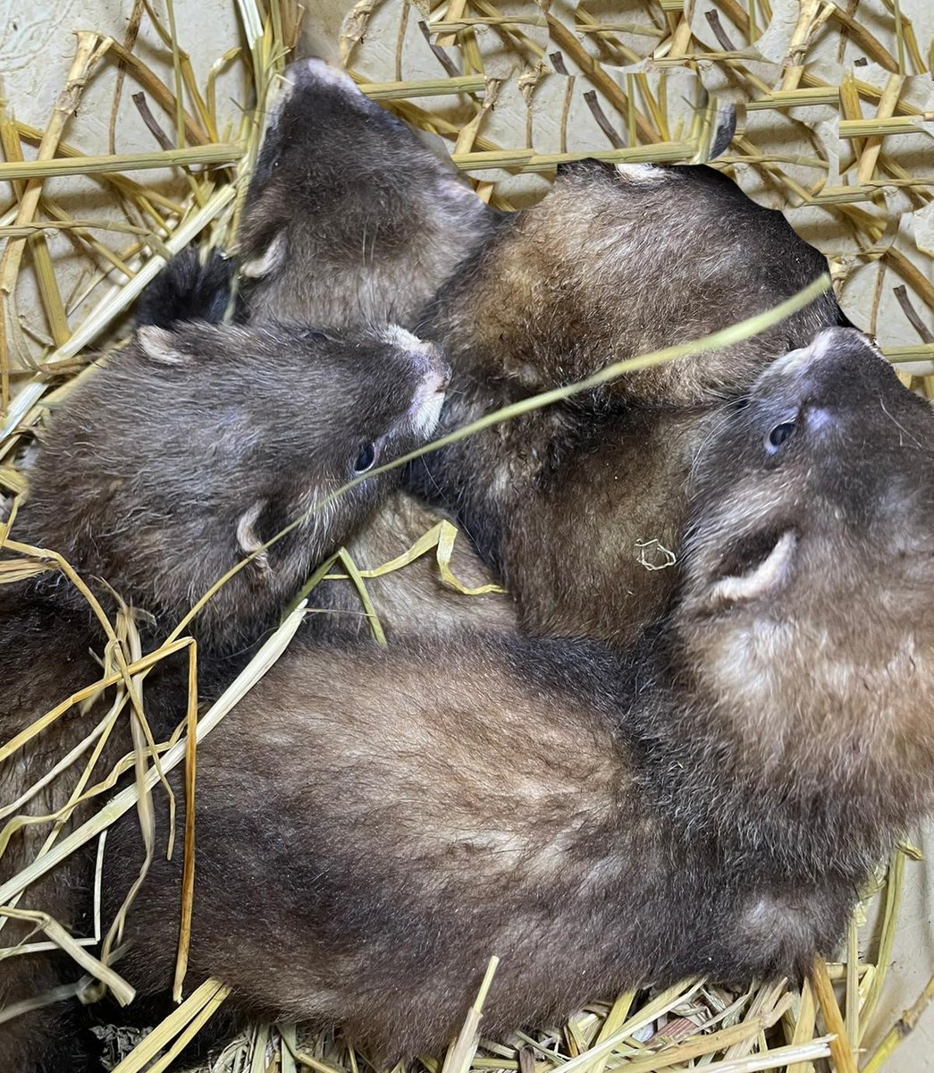 zoobarcelona (@zoobarcelona) on Twitter photo Petites cries de turó europeu 😍!  N’han nascut 10 recentment a @Camadoca_ADEFFA. Formen part del <a href="/ProjecteTuroCat/">TuroCat</a> de cria de turons per a la seva reintroducció a la natura que coordinem des del #ZooBarcelona. 
Són les primeres nascudes en aquest centre de conservació de fauna Petites cries de turó europeu 😍!  N’han nascut 10 recentment a @Camadoca_ADEFFA. Formen part del <a href="/ProjecteTuroCat/">TuroCat</a> de cria de turons per a la seva reintroducció a la natura que coordinem des del #ZooBarcelona. 
Són les primeres nascudes en aquest centre de conservació de fauna