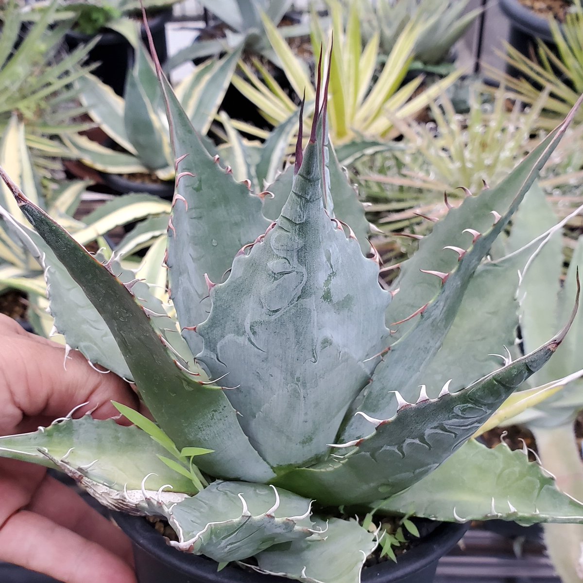 ROUKA plants on X: ROUKA plants on X: