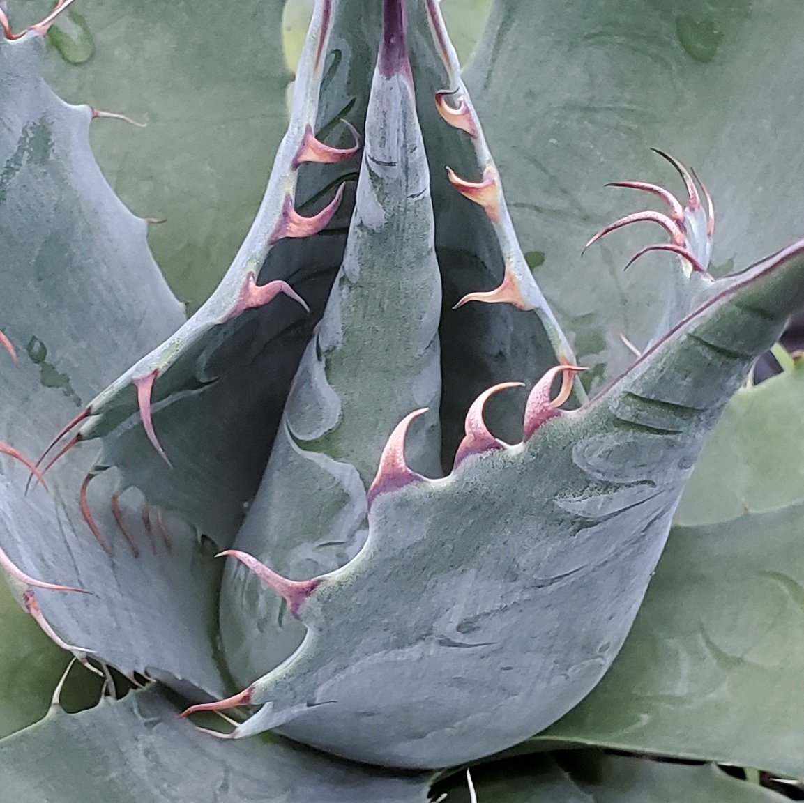 ROUKA plants on X: ROUKA plants on X: