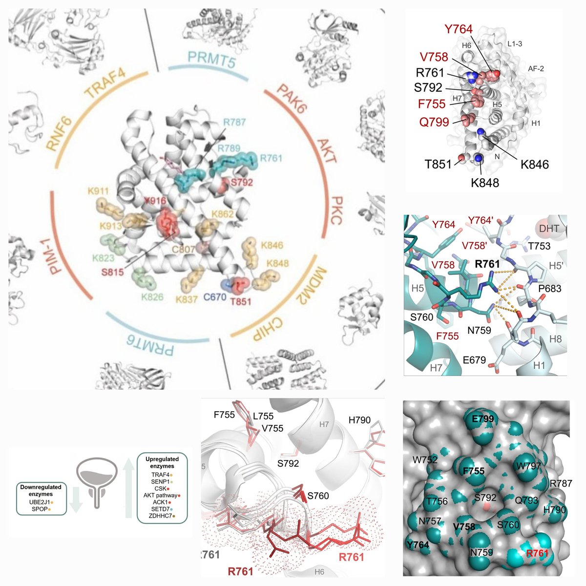 @EstebanezLab (@eva46653369) on Twitter photo 🎯 Point-mutations in Androgen Receptor (AR) are linked to Prostate Cancer & Resistance to Antiandrogens. AlphaFold does not predict their structure thus is key to solve experimental structures. Mutations may remodel docking sites of PTM enzymes dysregulating AR⚡️ 🎯 Point-mutations in Androgen Receptor (AR) are linked to Prostate Cancer & Resistance to Antiandrogens. AlphaFold does not predict their structure thus is key to solve experimental structures. Mutations may remodel docking sites of PTM enzymes dysregulating AR⚡️