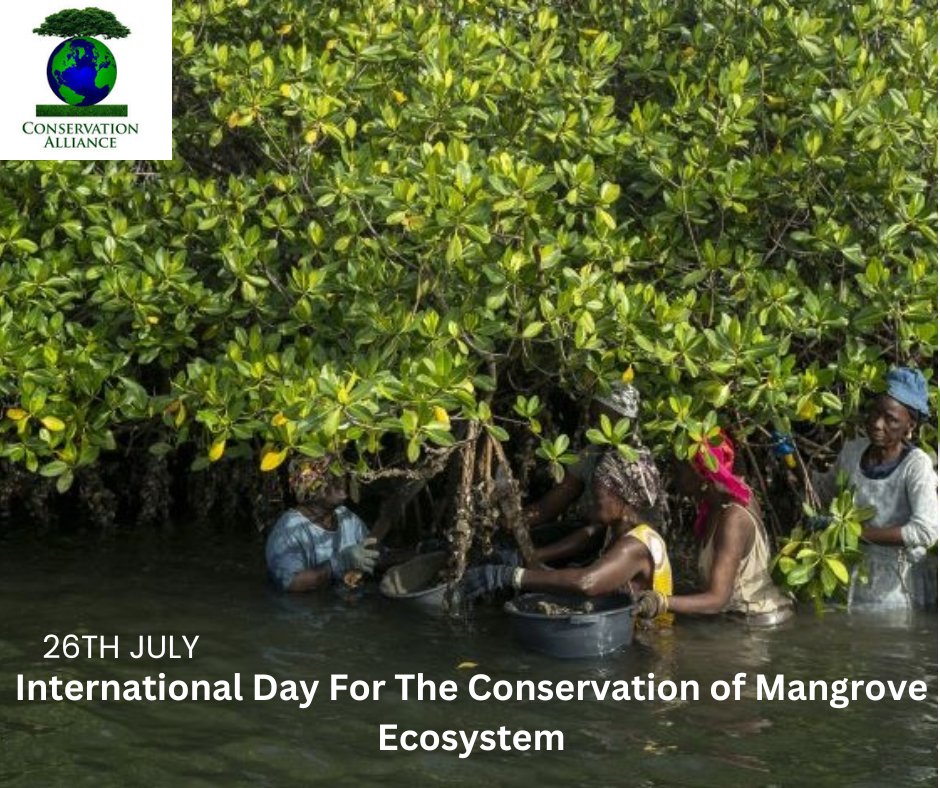 conserveallianc's tweet photo. It is critical to preserve and safeguard the mangrove ecosystem. It is imperative that we continue to spread knowledge about mangroves and their significance as self-sufficient ecosystems.
#internationalmangroveday 
#conservationforhumandevelopmentkelly Ruth Ho poly https://t.co/EtWFTy3dGx
