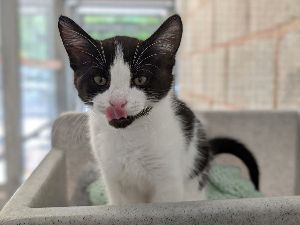 ⭐Important notice⭐

Due to unforeseen circumstances, our centre is currently closed. Please check on our website (scroll down to the bottom) for any updates on when we will reopen. 

Thanks for your patience!

cats.org.uk/birmingham