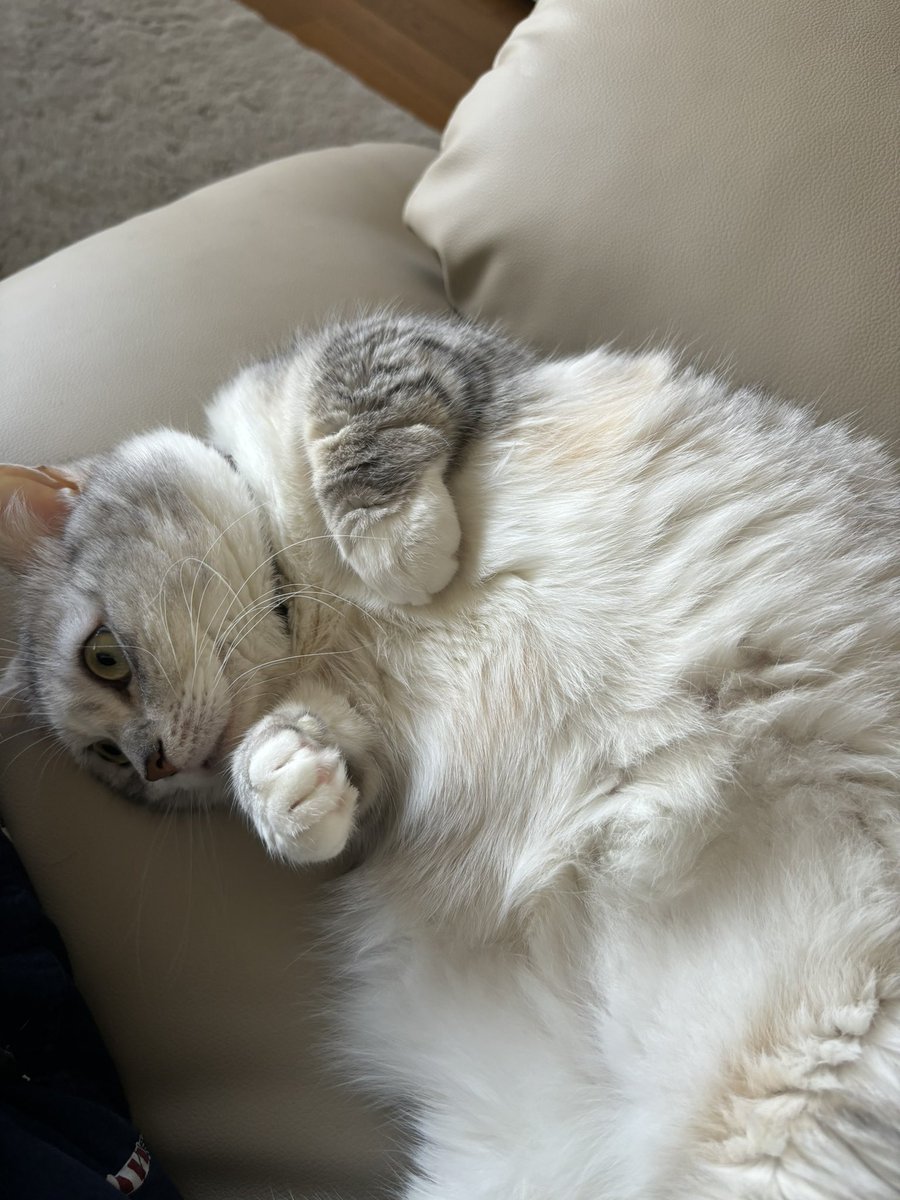 ずーっと朝からおとなりに…
"(∩>ω<∩)"(///з///)♡
 #ロシアンブルー #ミヌエット
 #大切な家族 
 #ねこすきさんと繋がりたい