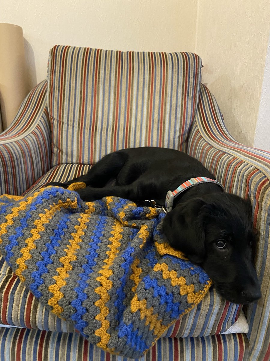 Today is national dog photography day. 🐶Here is a throwback to my puppy when he was three months old with the #crochetblanket that I made him.  Want something made just for you? DM me your ideas💌

okthenwhatsnextcraft.etsy.com  

#earlybiz   #crochet #elevenseshour #etsy