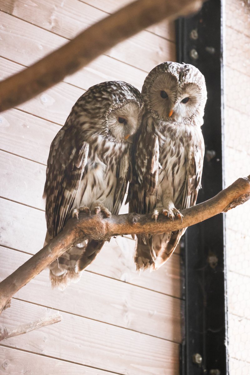 24h_live_24h's tweet photo. 🦉「このお話はナイショだよ」 
🦉「ウン…」 

 [by MI ][Photo by sakurai] 
#LiveZooInAsahiyama #旭山動物園 #zoo #エゾフクロウ #ezofishowl #fishowl #ナイショ https://t.co/AuDimJNuTe