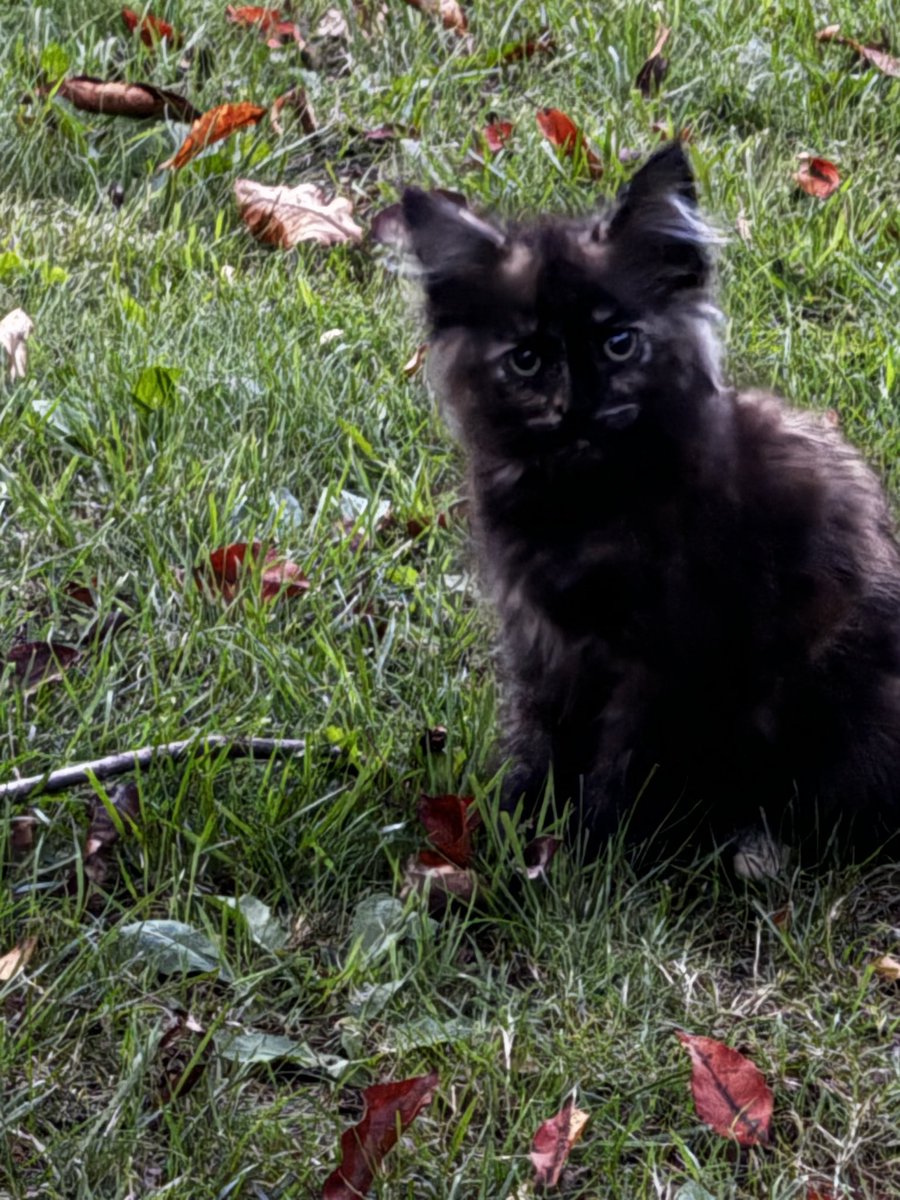 DominiquemGray's tweet photo. My new Field  Cat 😀😀😀😀😀 https://t.co/683DR5K67n