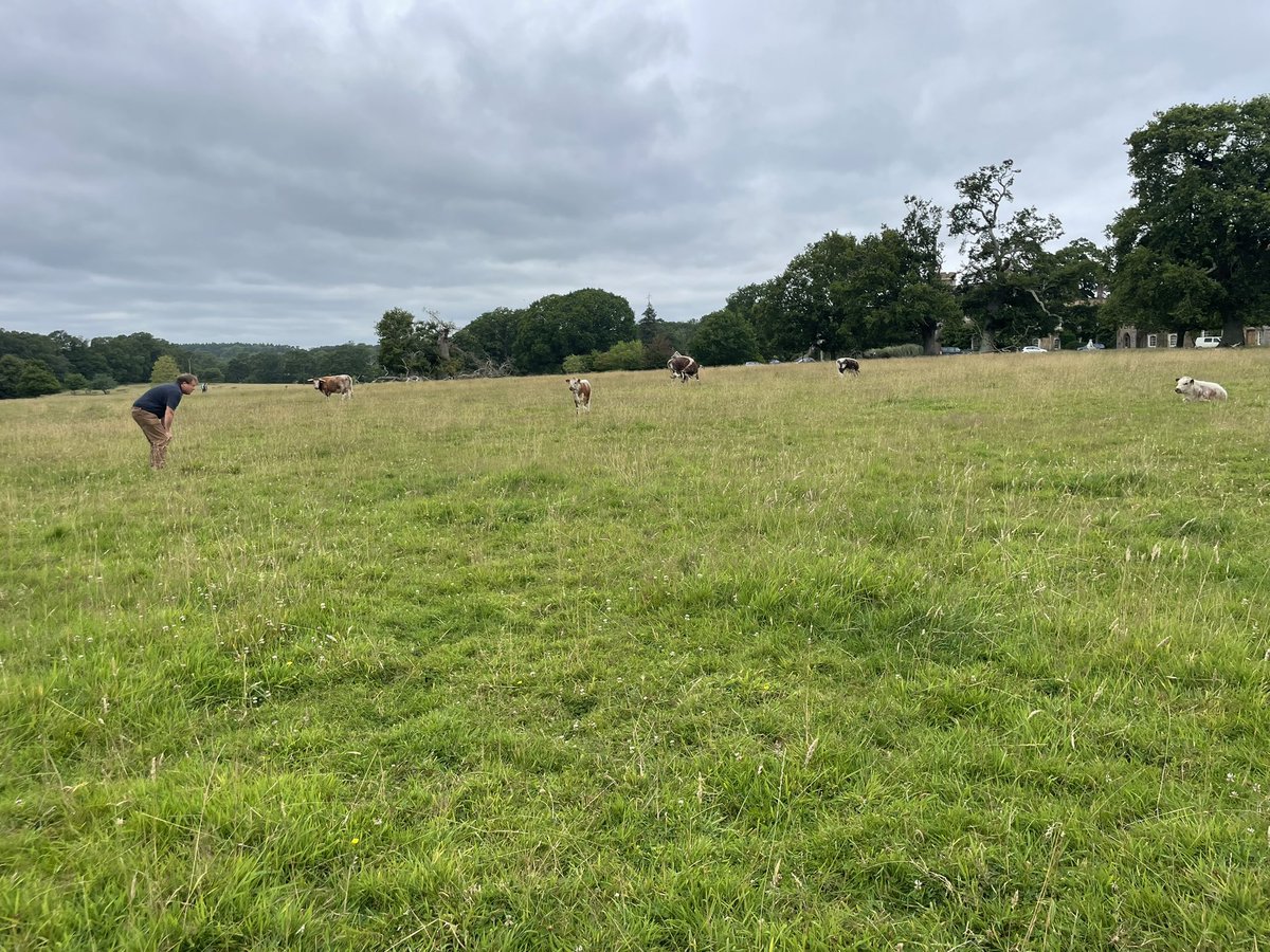 The longhorns at @KneppWilding actively participated in <a href="/Bill_Sutherland/">Bill Sutherland</a> Ecology of dung youtu.be/hsHD-XRJtS8?fe… via <a href="/YouTube/">YouTube</a>

Follow link to hear <a href="/CharlieBurrell_/">Charlie Burrell</a> &amp; myself enthusing over some very fresh faeces. So many copulating coprophagous flies 😎🪰

<a href="/NHM_London/">Natural History Museum</a> <a href="/RoyEntSoc/">Royal Entomological Society</a>