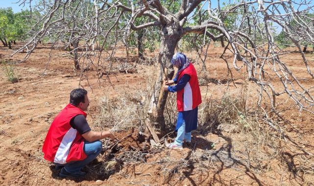 Fıstık ağaçlarında görülen hastalıklara dikkat! urfakurtulus.com/fistik-agaclar…