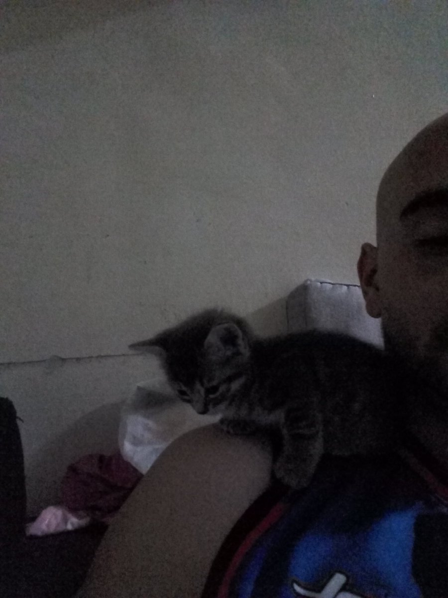 Daniel57981665's tweet photo. Cat attack https://t.co/adwTVOyrf5