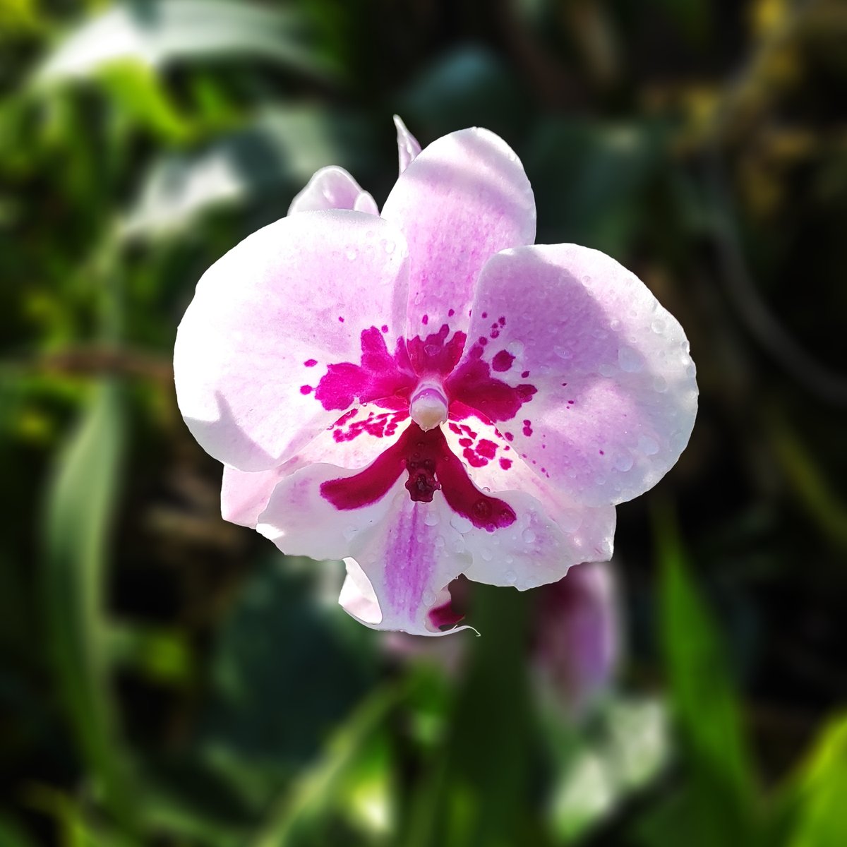 How about sharing anything 'Pink' from your gallery?

A beautiful 'Phalanopsis Orchid' from Assam

#IndiAves #ThePhotoHour #TheSoftPink