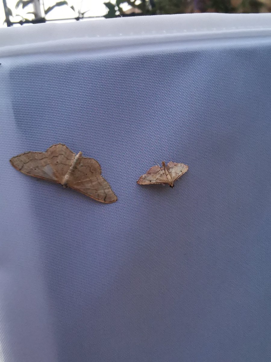 ACairnswood's tweet photo. Brilliant trap last night with 33/18 absolute highlight was unveiling a White Satin in the last egg box π I could ID everything in the trap except 3 new moths which I turned to my books for, it shows I've come a long way since the beginning of the year! #VC63 #mothsmatter https://t.co/F6GesyfH96