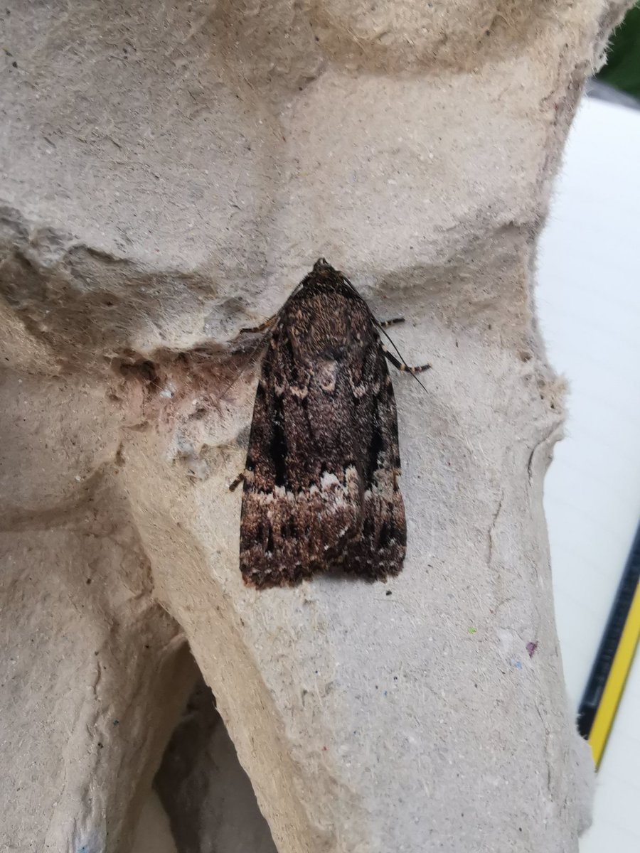 ACairnswood's tweet photo. Brilliant trap last night with 33/18 absolute highlight was unveiling a White Satin in the last egg box π I could ID everything in the trap except 3 new moths which I turned to my books for, it shows I've come a long way since the beginning of the year! #VC63 #mothsmatter https://t.co/F6GesyfH96