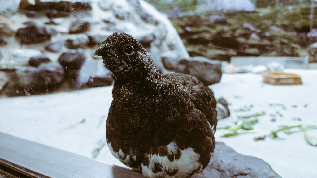 akashirokekkyu's tweet image. 守りたいこの笑顔
ライチョウ 冬毛と夏毛