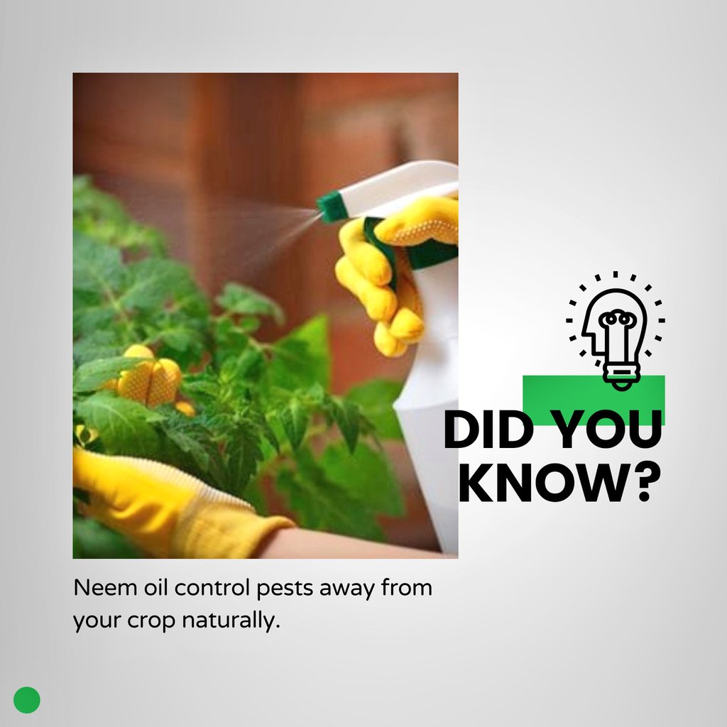 farm_cas's tweet photo. Friday Farm Hack: Did you know you can use neem oil to control pests naturally?
Mix 2 tbsp neem oil + soap in 1L water & spray on crops.
What's your go-to natural pest control method?
Share & tag a fellow farmer
#FridayFarmHack
#FarmTips #FarmCASTraining #TrainAndDeploy https://t.co/PGnc1FY5na