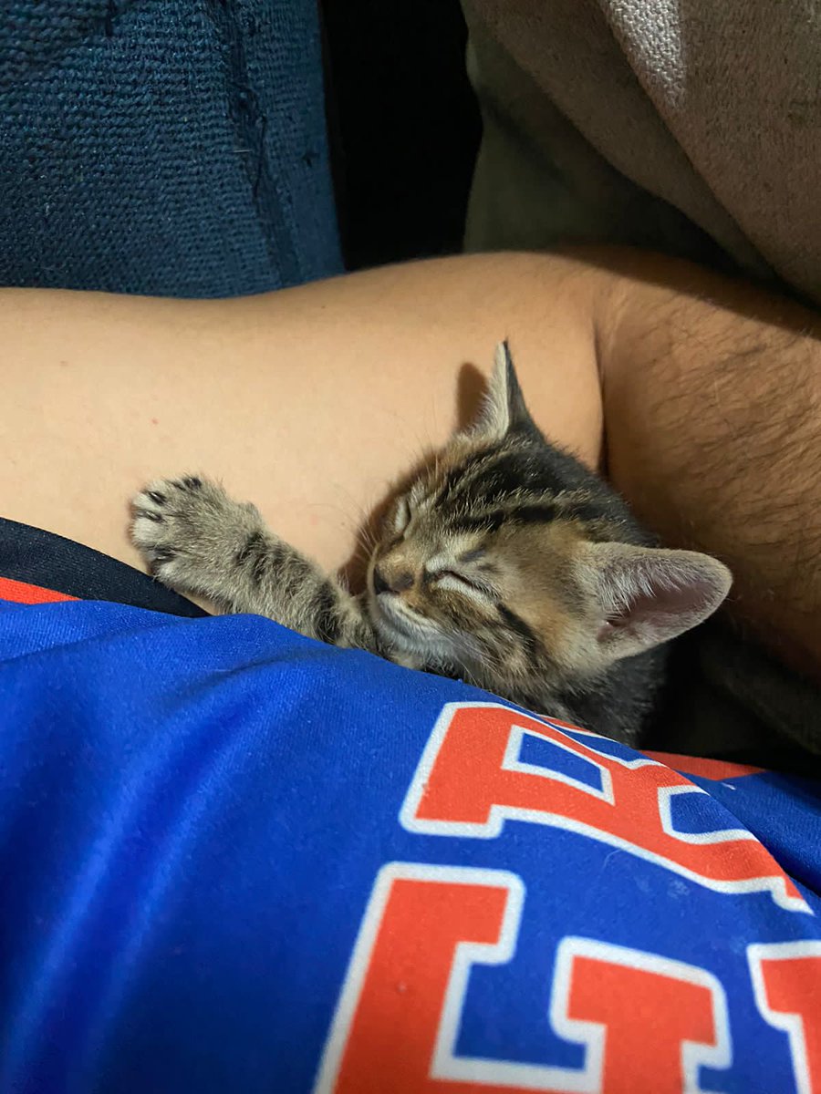 Daniel57981665's tweet photo. #catsoftwitter https://t.co/nzxvn6YJAf