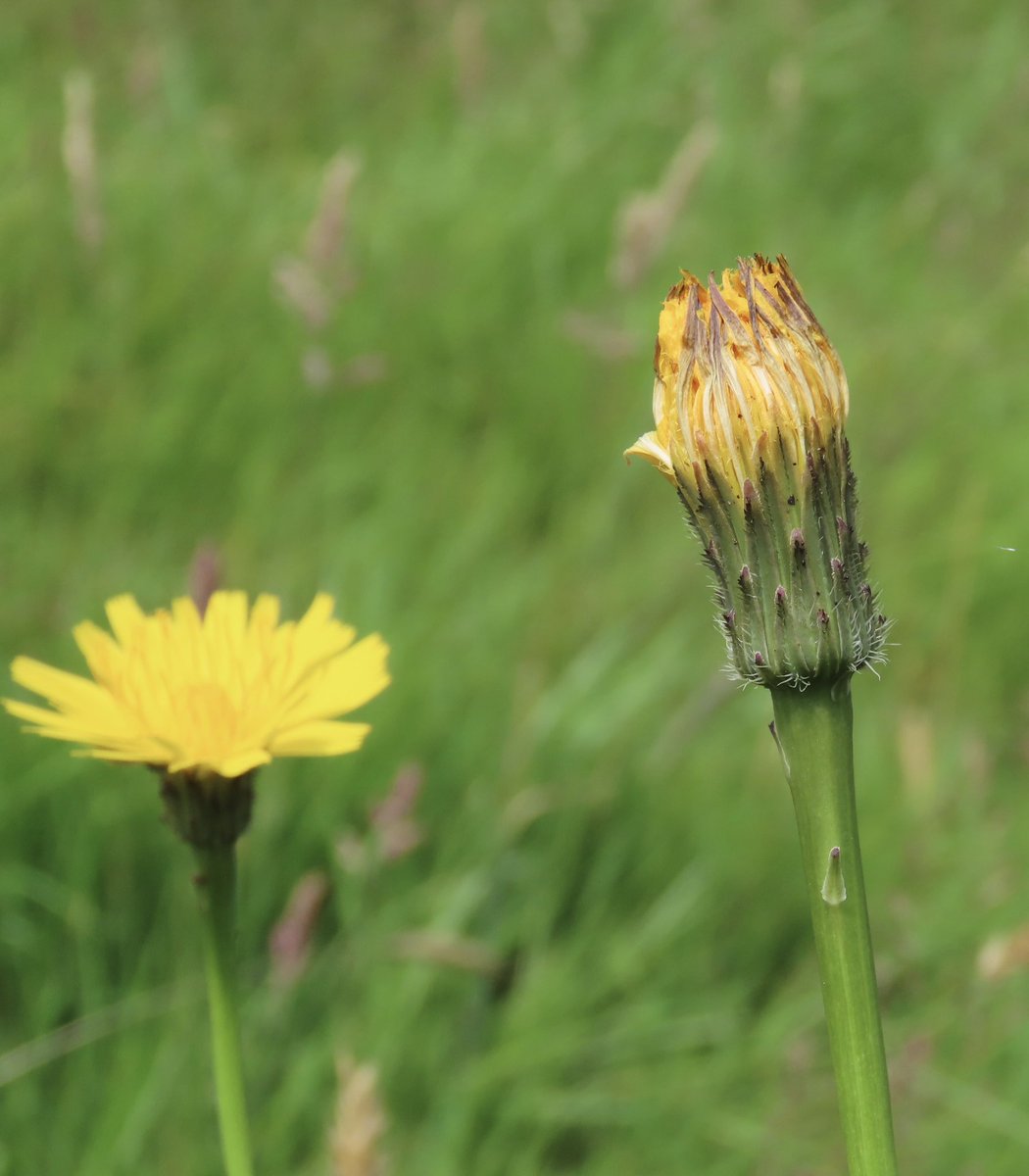 D M Wright (@mayfieldbirder) on Twitter photo Hypochaeris radicata (Catβs-ear) here in the High Weald where, as elsewhere in Sussex, it is βalmost ubiquitousβ, cheerfully so. <a href="/Sussex_Botany/">Sussex Botanical Recording Society</a> Hypochaeris radicata (Catβs-ear) here in the High Weald where, as elsewhere in Sussex, it is βalmost ubiquitousβ, cheerfully so. <a href="/Sussex_Botany/">Sussex Botanical Recording Society</a>