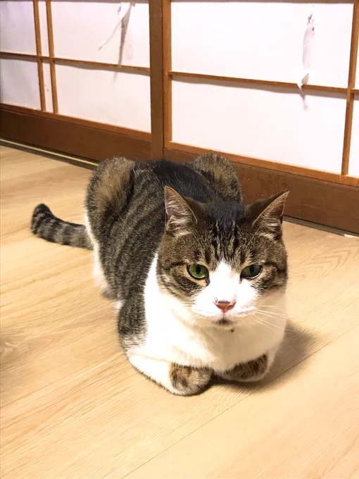 ぼくはゆず 障子びりびり係のゆず