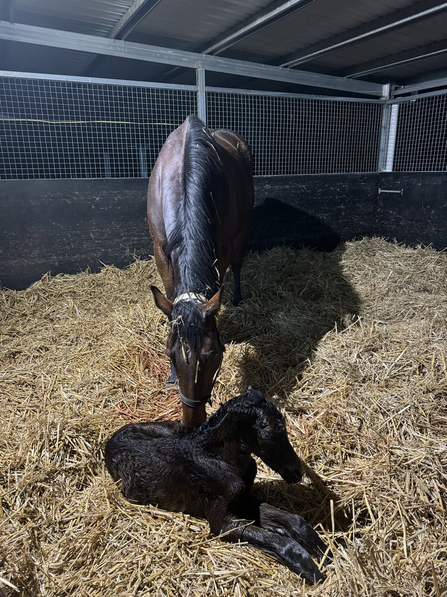 Shadow Hill Th'breds tweet media