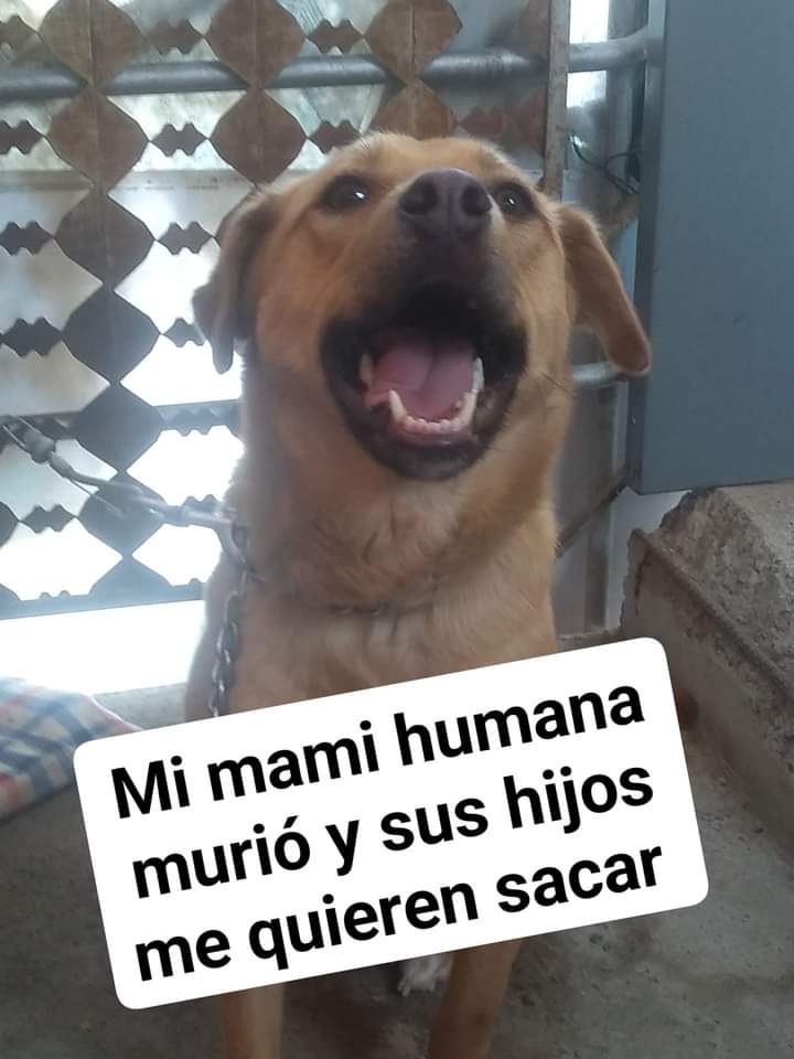 amilindaheidi's tweet image. Soy canela. Mi mamá era de la 3 edad acaba de fallecer. Sus hijos me quieren sacar a la calle a pesar que sabían que mi mamá me quería mucho. Estoy triste y desorientada pues pensé que jamás regresaría a la calle. Tendrás un espacio en tu familia para mí? Informes 55 31 33 17 93