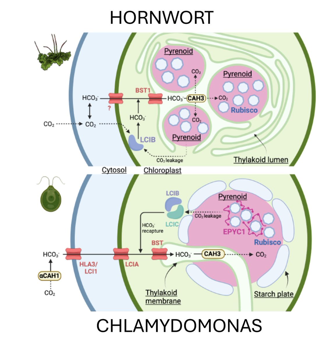 PlantSci Research Weekly July 26 plantae.org/plant-science-… (2/3) CarboTag for live-imaging of cell walls; Pyrenoid-based hornwort CO2-concentrating mechanism; Roles for auxin in procambial cells during graft healing; Rice tiller production regulated by sustained expression of FON1