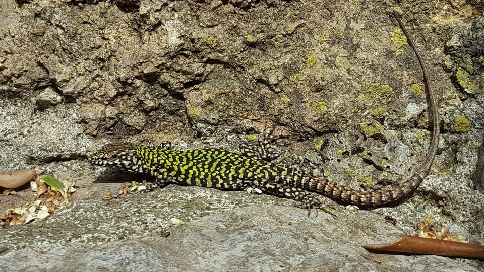 PMontemarcello's tweet photo. La #lucertola usa la lingua per sentire gli odori, per questo spesso muove a gran velocità la lingua fuori e dentro la bocca, per fiutare l’aria attorno a sè.
#parcomontemarcellomagravara #biodiversità #sostenibilità #beactiveliguria #lamialiguria #liguriapreziosa #17agosto https://t.co/S3SeriyDZ1