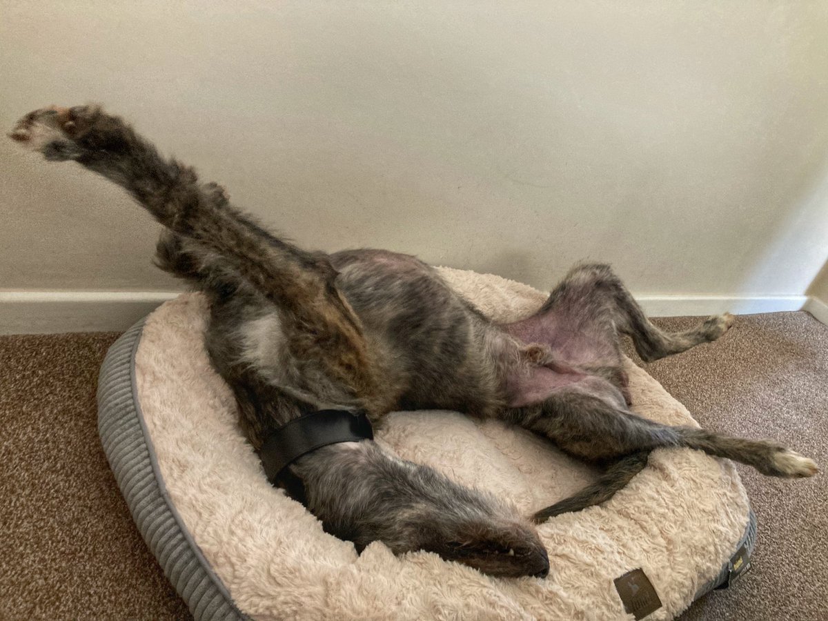 Flying Pig 🚁 tweet media