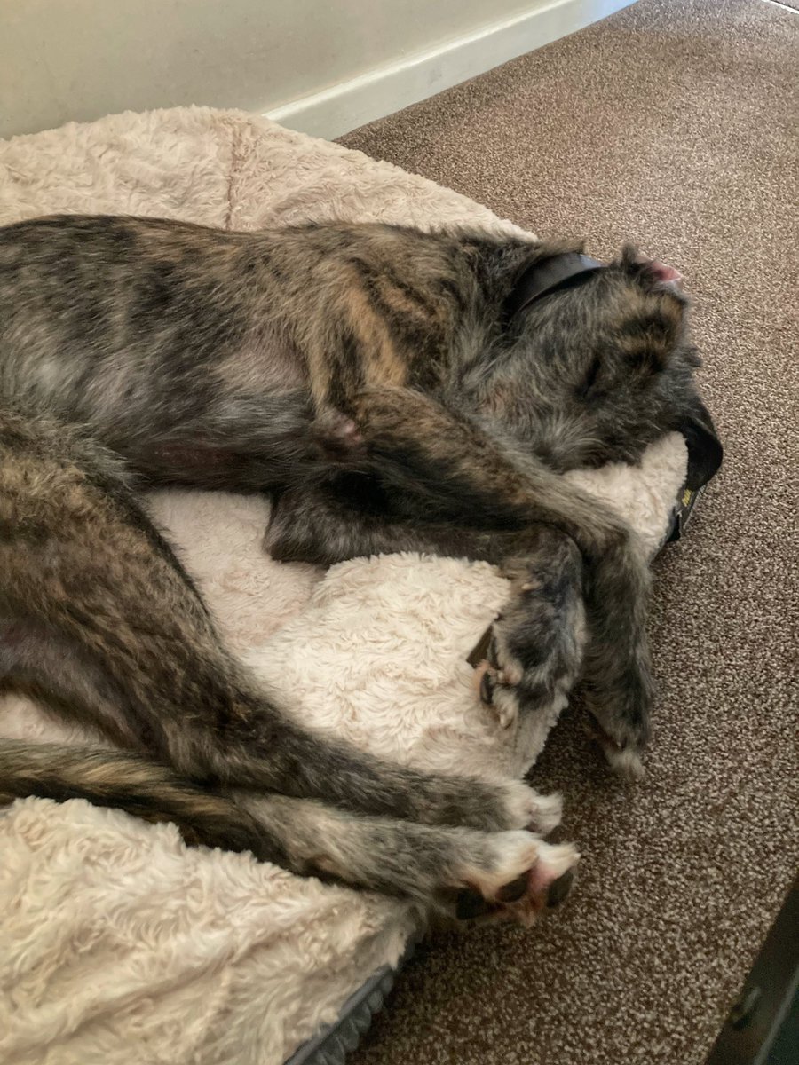 Flying Pig 🚁 tweet media