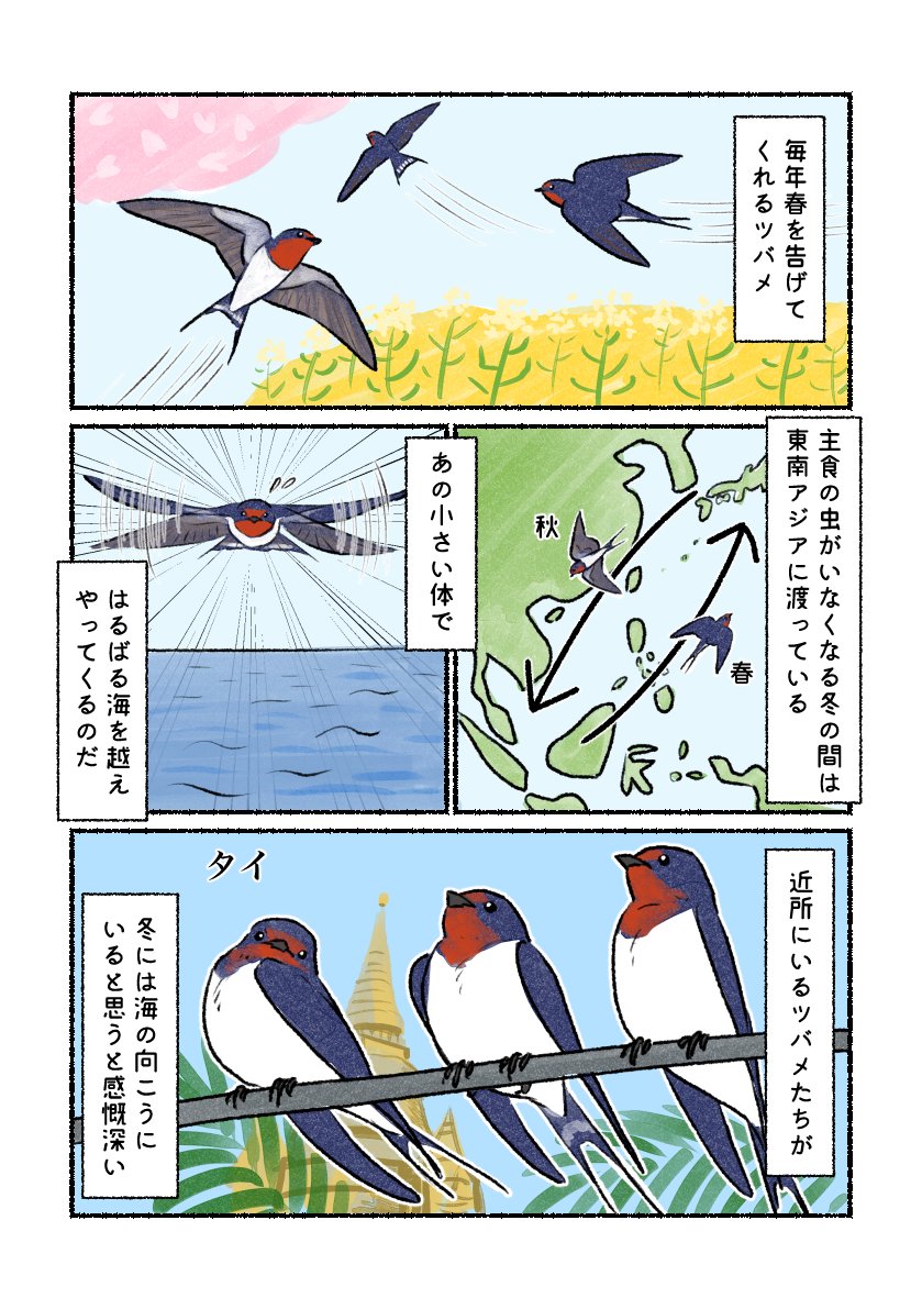 意外と知らない鳥の生活 
「ツバメの渡り」
 冷静に考えてこんな小さな体で海を渡ってくるって凄いです。中には太平洋を渡るものも。 
