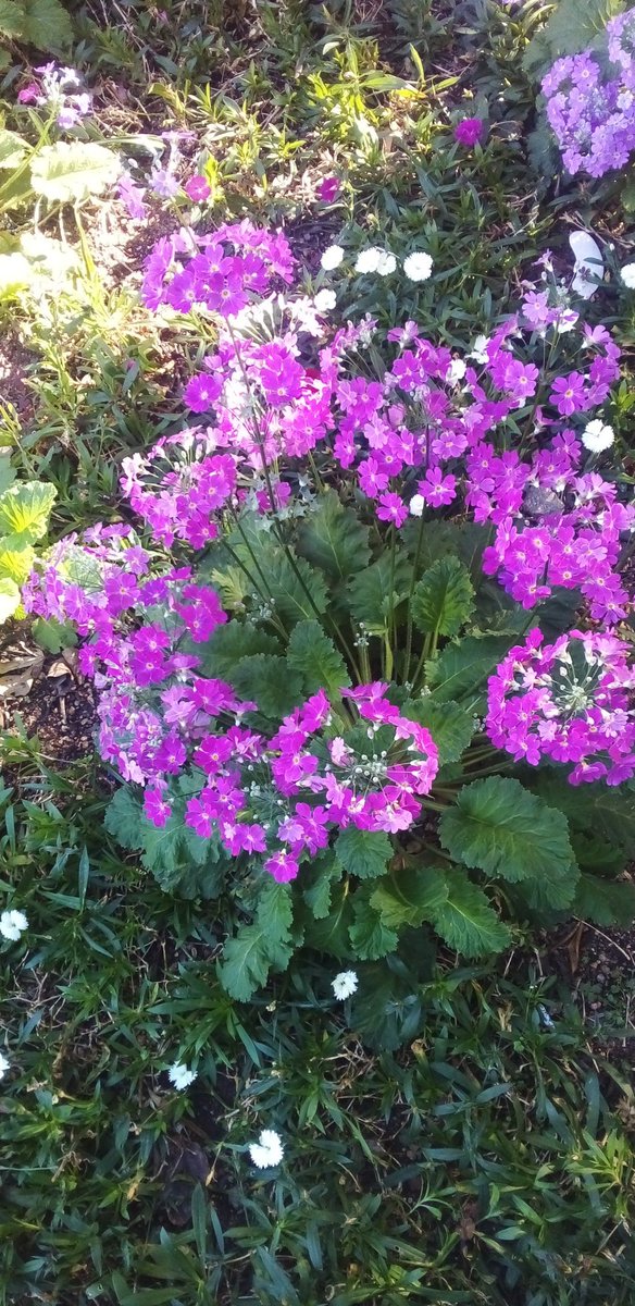 Sarah Cangley tweet media