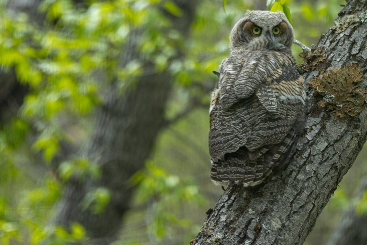 "Who cooks for you? Who cooks for you allllll?" - Great Horned owls 

Each species of owl has their own unique calls. Birders will often use human words to help remember the cadence of certain bird calls. 

What do birds say in your area? 

NPS Photo/ C. Cravatta