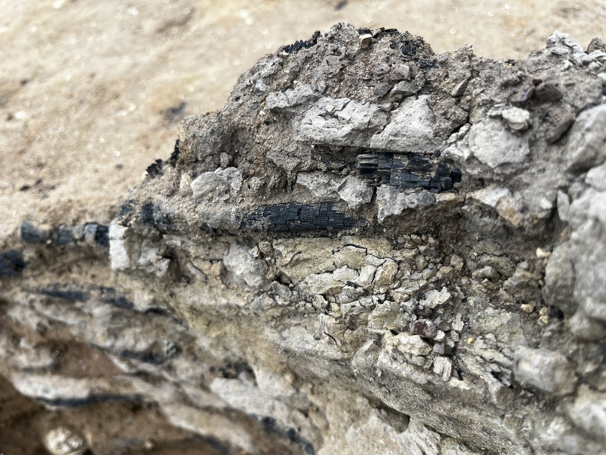 Wattle you think of this?