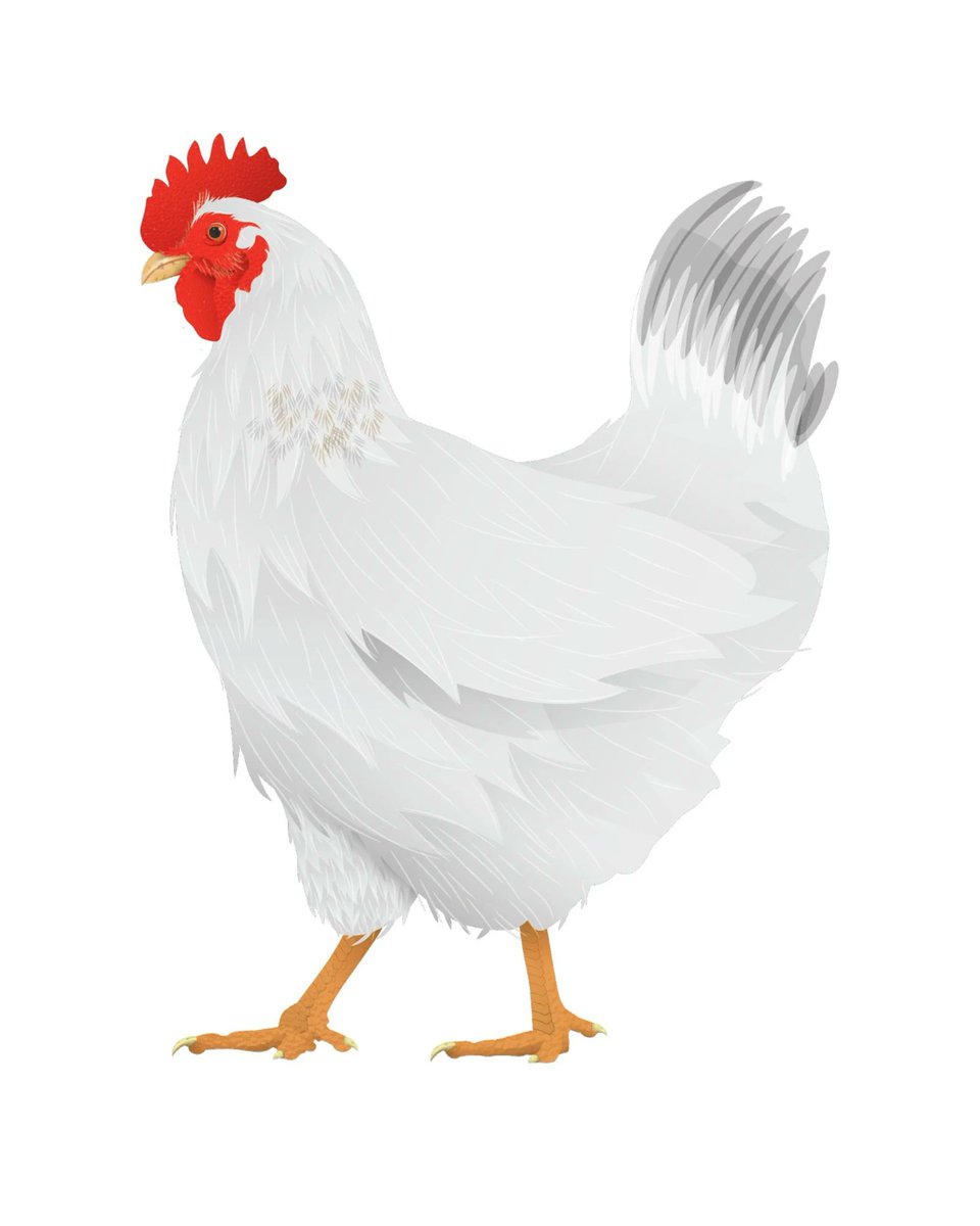 dmkimble's tweet photo. @briantylercohen #TrumpIsChicken https://t.co/HtX9SKN5HR
