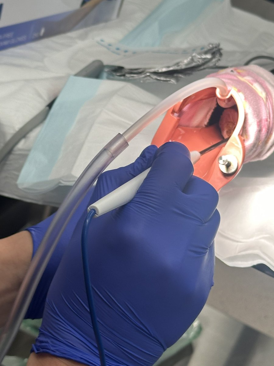 Dr Bec Szabo tweet media