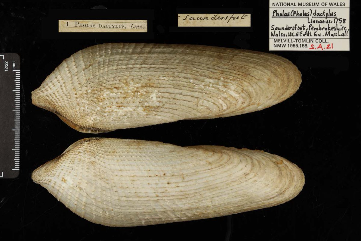 Photographing these today for an enquiry. Beautiful! Don't forget, if you find a bivalve in the UK and don't know what it is, try using Home | Marine Bivalve Shells of the British Isles (museumwales.ac.uk) <a href="/CardiffCurator/">Cardiff Curator</a>